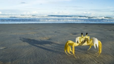 crab - sand, animal, water, beach, nature