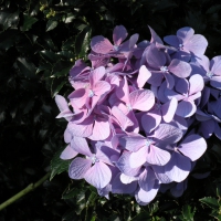 hydrangea in holly