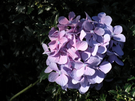 hydrangea in holly - flowers, hydrangea, nature, purple