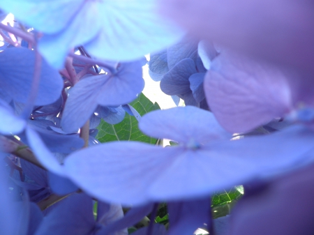 inside the hydrangea bunch - nature, purple, macro, hydrangea, flowers