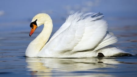 swan - white, animal, pretty, water, nature