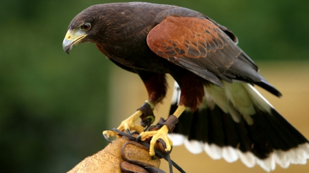 falcon - animal, perfection, bird of prey, predator