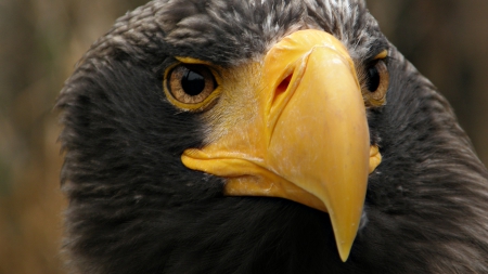 eagle - bird of prey, cruel, predator, beautiful