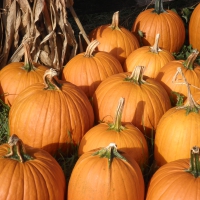 plenty o' pumpkins