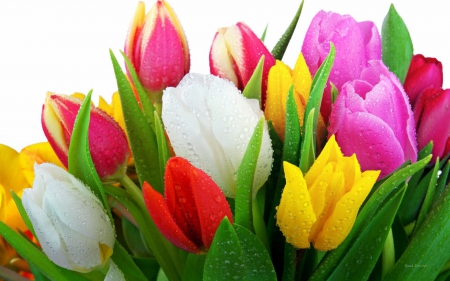 *** Tulips *** - nature, tulips, flowers, flower