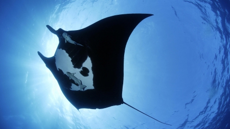 giant Stingray - sea, giant, animal, nature