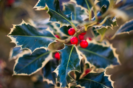 *** Winter flowers *** - leaves, winter, nature, flowers