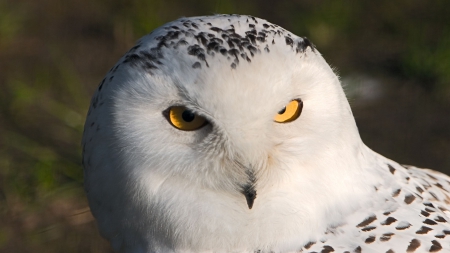 owl - white, predator, owl, beautiful