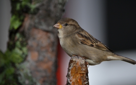 *** Bird *** - animal, animals, bird, birds