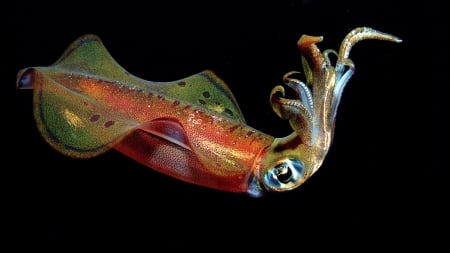 squid - animal, nature, sea, beautiful