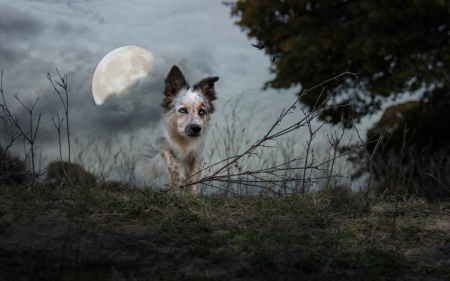 *** Dog and night *** - animal, animals, dogs, dog