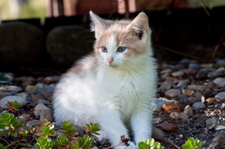 Cat - sleeping, beauty, cat face, hat, animals, sleepy, paws, face, pretty, cute, cat, kitty, lovely, kitten, cats, beautiful, sweet