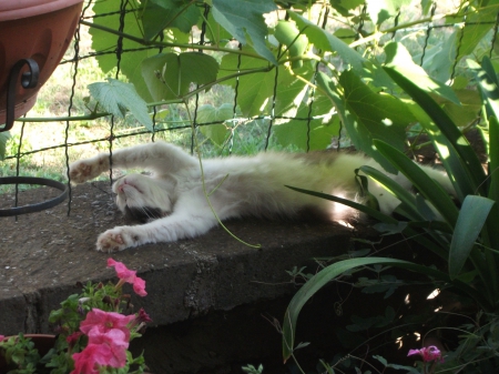 Cat - sleeping, beauty, cat face, hat, animals, sleepy, paws, face, pretty, cute, cat, kitty, lovely, kitten, cats, beautiful, sweet