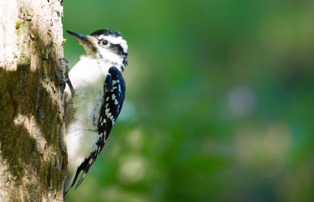 Bird - feather, animal, beak, bird