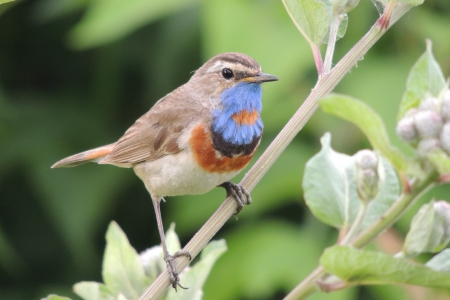 Bird - animal, beak, bird, fly