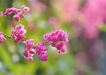 Blossom - plant, nature, blossom, flower