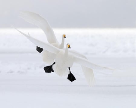 White... - white, nature, ocean, photography, sea, birds