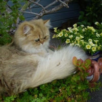 Beautiful Persian Kitty in a Garden