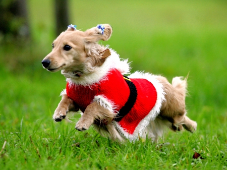 HAPPY BUDDY - haopy, costume, field, fun, puppy, dog