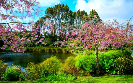 SPRING PARK - nature, pond, spring, colors, park