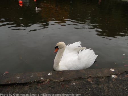 Swans At Helston - swans, photo, Nature, lakes