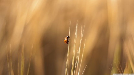 Real ladybug - wildlife, animals, wallpaper, field, hd, nature, ladybug, bugs, macro, wild, grass