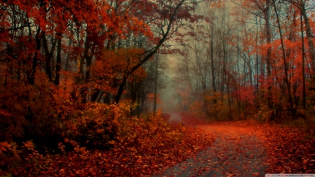 Romantic autumn - autumn, landscape, wallpaper, mist, hd, nature, fall, forest, romantic, red, fog, scene