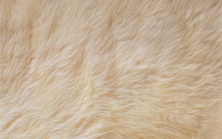 Fur - white, animal, pattern, fur, texture