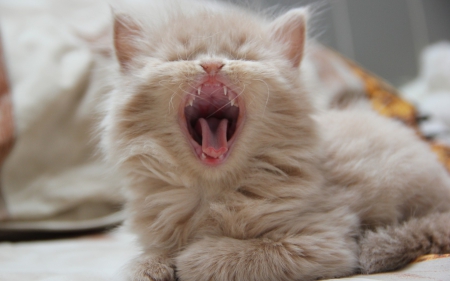 Yawning - white, animal, funny, pink, cute, kitten, cat