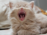 Yawning