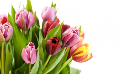 Tulips! - nature, tulips, bouquet, flowers