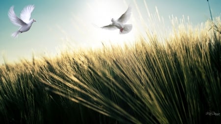 Peaceful Flight - doves, sky, peace, light, hope, field, grass, birds