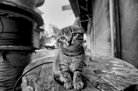 ADOPT ME ,PLEASE! - cute, lonely, animal, kitten