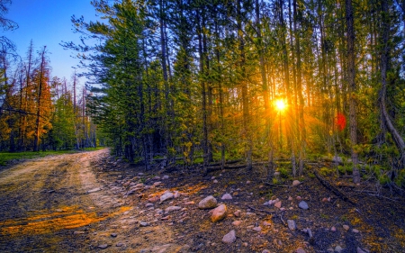 FOREST SUNBURST - HDR, Sunset, Rocky Mountains, road, Colorado, forest, mountains