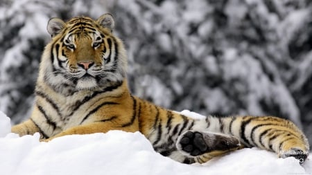 tiger in snow - big, cats, snow, tiger, animals