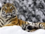 tiger in snow