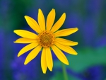 Yellow daisy