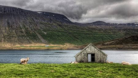 sheep grazing by a hut at a lake hdr - clouds, sheep, hdr, lake, meadow, hut, mountain