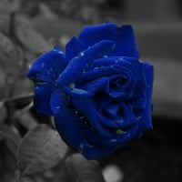 Just a blue rose