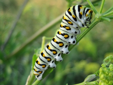 caterpillar - insect, animal, slow, caterpillar