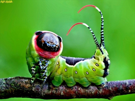 caterpillar - animal, slow, photo, caterpillar