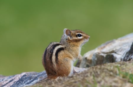 ChipMunk - ChipMunk, animal, tail, photo