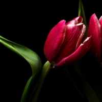 * Love of tulips *