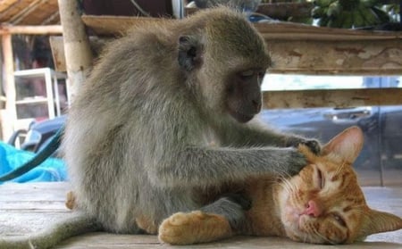 cutest monkey and kitty