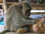 cutest monkey and kitty