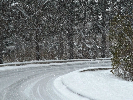 lovin the white - white, trees, driveway, snowflakes, snowing