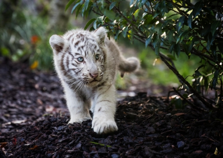 Tiger - pretty, cat face, sleepy, paws, kitten, cats, face, sleeping, hat, beautiful, beauty, lovely, sweet, cat, cute, animals, kitty