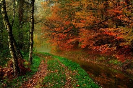 Autumn - trees, grass, forest, leaves, fall, river, nature, autumn, autumn splendor, woods