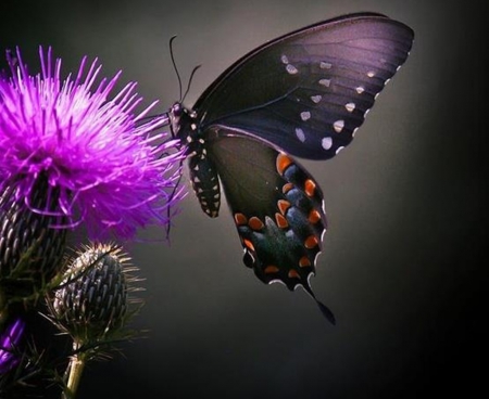 butterfly and thistle - nature, purple, butterflys, photography, flowers