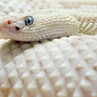 white snakes